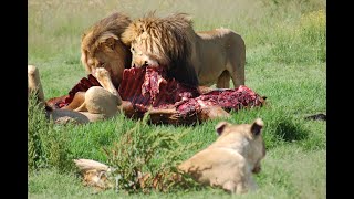 Volunteer Encounter  Lion Feeding Victoria Falls [upl. by Afinom]