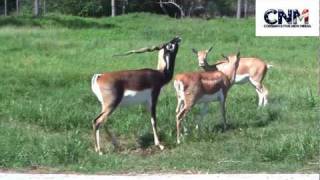 Blackbuck Antelopes Interacting Together in 1080P HD  by John D Villarreal [upl. by Nordin]