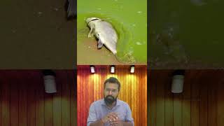 eutrophication upsc shorts environment gk science exam education facts bpsc uppsc rpsc [upl. by Bilak]