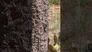 Lizard doing pushups on a tree Wait for it [upl. by Landahl]