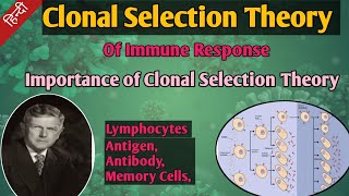 Clonal Selection Theory In Hindi  Clonal Selection Of Immune Response  Formation Of Immune Cells [upl. by Ajuna]