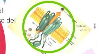 Fibrosis quistica Fisiopatología diagnóstico y tratamiento [upl. by Anialem938]