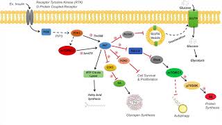 AKT Signaling Pathway  Regulation and Downstream Effects [upl. by Brittnee912]