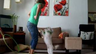 Dancing Dog  Shih tzu [upl. by Simons]