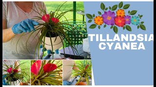 Como cuidar la Tillandsia Cyanea  Bromelia  Clavel del Aire [upl. by Bakerman634]