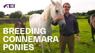 Visiting Cashelbay Connemara Pony Stud  RIDE [upl. by Suiddaht469]