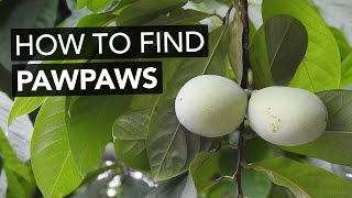 Lucas Papaw VS Real Paw Paw Comparison Review and its Benefits  Momshie Vlogs [upl. by Yregerg]