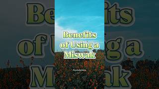 Benefits of Using a Miswak [upl. by Aihtnyc28]