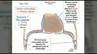 The Lifeline of Breathing Top 10 Things About the Phrenic Nerve [upl. by Laurice]