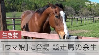 かつてのG1馬の穏やかな日々 引退馬救う里親制度 [upl. by Duggan]