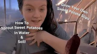 How To Grow Sweet Potato Slips From Store Bought Sweet Potatoes [upl. by Kaila]