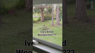 WE FOUND THE EXTINCT IVORYBILLED WOODPECKER ON CAMERA [upl. by Attenyw240]