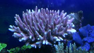 Acropora millepora [upl. by Aramac]