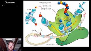 DNA and RNA  Part 2 [upl. by Ten548]