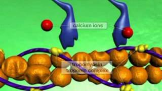 Muscle Contraction Molecular Mechanism YouTube [upl. by Leinahtan]