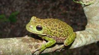 Hyla gratiosa  Barking Treefrog [upl. by Breban]