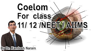 Coelom FOR class 11 12 NEET  AIIMS By DR KAMLESH NARAIN [upl. by Kihtrak]