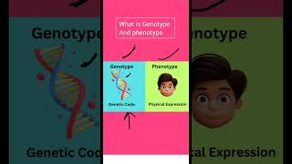 Genotype and phenotype biology students science neet youtubeshorts biotechnology [upl. by Atileda]