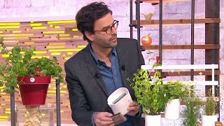 Idées du jour  faites pousser vos herbes aromatiques  La Quotidienne [upl. by Ahsieyt]