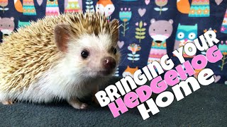 Hedgehog Care Bringing Your Hedgehog Home feat Draco [upl. by Atnima626]