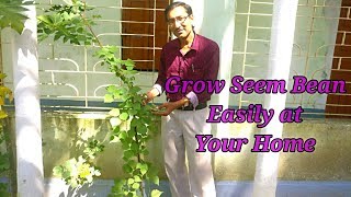 How to Grow Seem Hyacinth Bean Lablab in your Garden [upl. by Inafets]