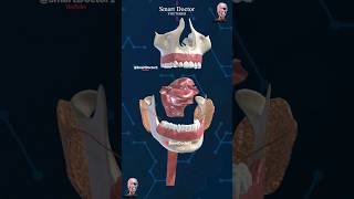 Anatomy of the mouth  Digestive Tract ⚡ [upl. by Nitsew]