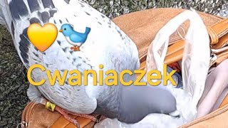 Gołąb Pocztowy SAM SIĘ POCZĘSTOWAŁ🥰👍💛🐦ewak7702 [upl. by Anirtak]