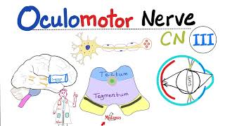 Oculomotor Nerve  The 3rd Cranial Nerve CN III  Uncal herniation  Neuroanatomy [upl. by Nitsirc]