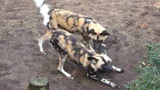 Dominance Display amp Vocalizations among pack of Painted Wolves African wild dogs lycaon pictus [upl. by Meagan420]