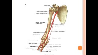 Collateral blood supply to the forearm if the brachial artery is ligated [upl. by Heilman]