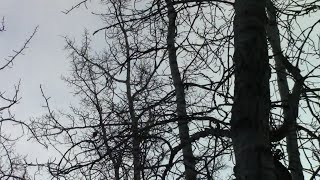 Winter Differences Of Dead And Live Trees [upl. by Jalbert]