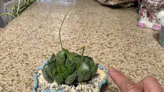 Adromischus cristatus quotCrinkle Leafquot [upl. by Einej]