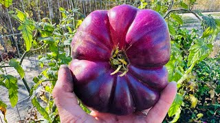 The Fall Greenhouse  HARVESTING Purple amp Yellow BEEFSTEAK TOMATOES [upl. by Terriss]