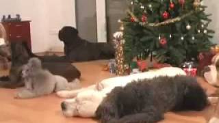 Dogs decorating a Christmas treemov [upl. by Hogen]