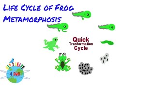 Life cycle of Frog  Metamorphosis  Reproduction cycle of Frog [upl. by Petuu]