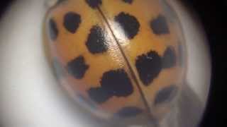 Coccinelle asiatique sous mon microscope [upl. by Alcina]