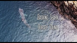 Basking Shark at Dursey Sound Beara Penninsula [upl. by Riella]