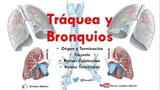 Anatomía  Tráquea y Bronquios Árbol bronquial Vasos y Nervios Relaciones [upl. by Esinej]