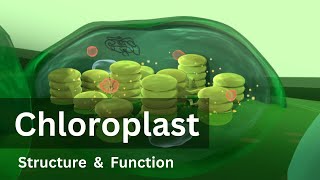 Endosymbiosis theory  Cell structure and function  AP Biology  Khan Academy [upl. by Auqinom]