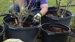 Container Blueberry Production Weed Control [upl. by Norrek]