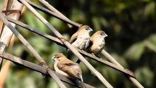 Indian SilverbillWhitethroated Munia Common Silverbill Lonchura malabarica [upl. by Bronk]