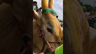 Gess 🥵manjuvirattu bullsrace trendingvideo bull trendingvideo [upl. by Ynelram448]