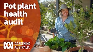 Why you should be regularly checking on your pot plants  Gardening 101  Gardening Australia [upl. by Kennard139]