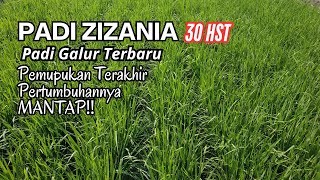 Padi ZIZANIA Umur 30hst ISTIMEWAH‼️pemupukan Terakhir [upl. by Leva]