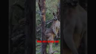 Muscle kangaroo very strong so big wildlife natural [upl. by Anwahsal]