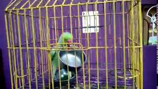 Bird dancing  Indian ringneck parrot performing to music most satisfying video [upl. by Yeloc218]