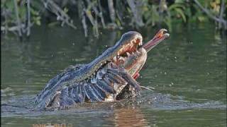 Alligator vs Pelican Alligator eats Pelican [upl. by Aniahs]