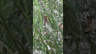 Spider tried to kill a bee shortsvideo shorts fyp bees [upl. by Charline]