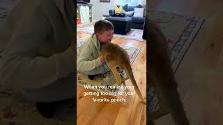 The man rescue a baby kangaroo kangaroo babykangaroo short [upl. by Carlita211]