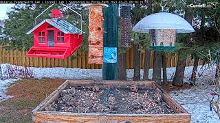 Common Redpoll Feeding Frenzy At Ontario FeederWatch Cam – March 23 2021 [upl. by Yentnuoc861]